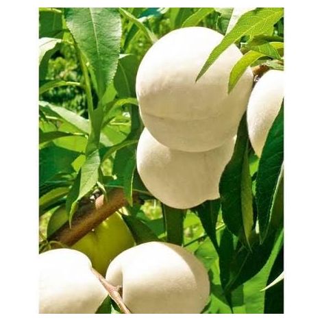Pronus persica 'Ice peach' 2 talee/cuttings