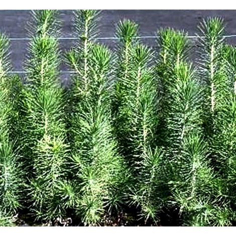 Planta de Pinus Halepensis. Pino Carrasco