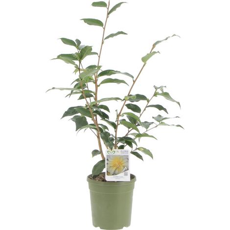 Camelia Japonica Golden Lotus - Camelie Piante Vere da Esterno - Pianta Fiorita da Giardino Balcone Terrazzo - H 70-90 cm Vaso Ø 17 cm (1/4)