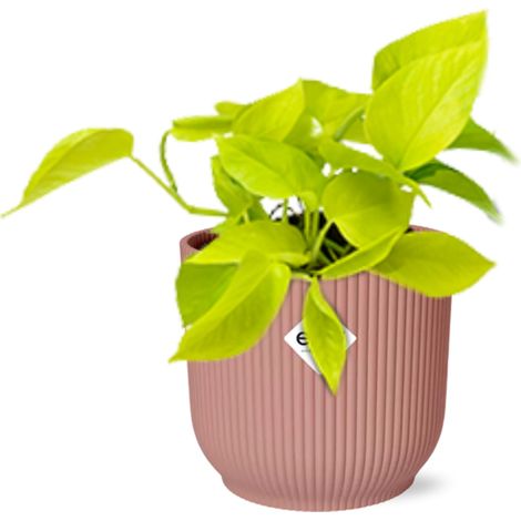 Epipremnum aureum Golden Pothos Plante grimpante d’intérieur Feuillage vert Pot 14 cm - PANGIVO (1/5)