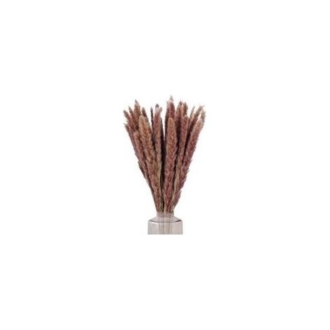 Bouquet séché de pampas naturel – 30 pièces, tiges de 60 cm, couleur brun naturel, idéal pour décoration intérieure, mariage et balcon (1/5)