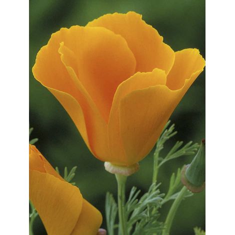 Pavot de Californie 'Orange King' le sachet de 500 graines (1g)