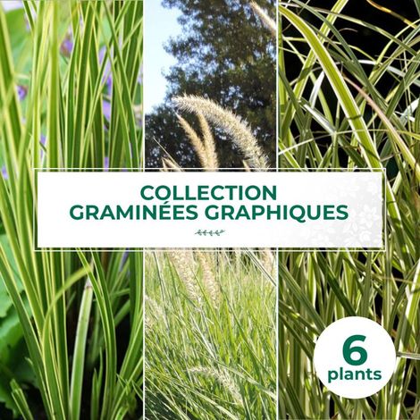 Collection de 6 graminées graphiques (1/2)
