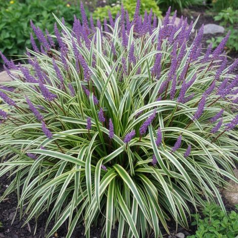 Liriope muscari Silvery Sunproof/Lot de 5 godets (1/5)