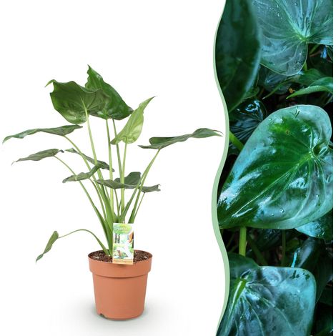 Alocasia Cucullata Main de Bouddha Plante d'Intérieur Facile d'Entretien Vert Pot 21 cm 65-70 cm - PANGIVO (1/5)