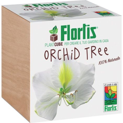 PLANTCUBE ORCHID TREE 7.5X7.5X7.5 CM (1/2)