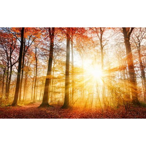 Tableau coucher soleil en forêt , 80x50cm (1/5)
