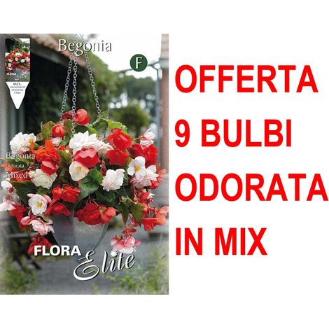 OFFERTA 9 BULBI PRIMAVERILI BEGONIA ODORATA MIX DI COLORI BULBS
