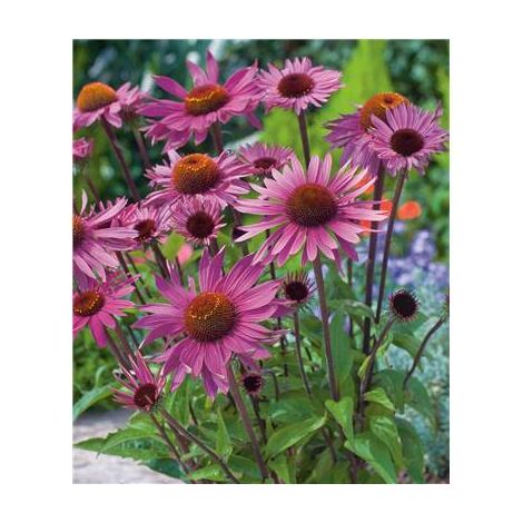 ECHINACEA PURPUREA - 3 GODETS
