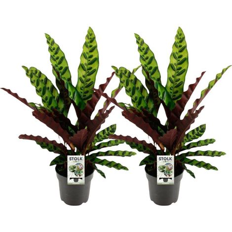 Calathea Lancifolia Insignis Plante d’Intérieur Feuillage Décoratif Lot de 2 Pots Ø14 cm Hauteur 45 cm - PANGIVO