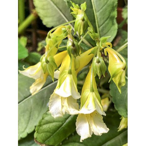 Balsamine, Impatience vivace 'Ice Storm' Godet de 8/9 cm