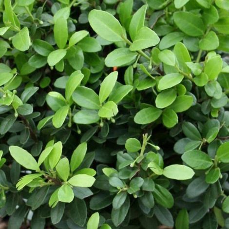 Houx crénelé Dark Green - Ilex crenata Dark Green en Pot 1L 20/40cm (1/4)