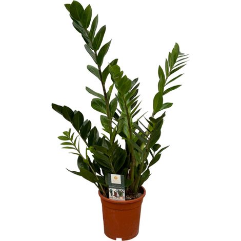 Zamioculcas Zamiifolia Plante Verte d'Intérieur Décorative Vert Foncé Hauteur 70 cm Pot Ø17 cm - PANGIVO