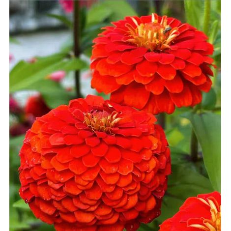 5000 graines de zinnia Zinnias aux couleurs éclatantes, pour les jardins de pollinisation,massifs et plantes en pot Faciles à cultiver, rouge (1/5)
