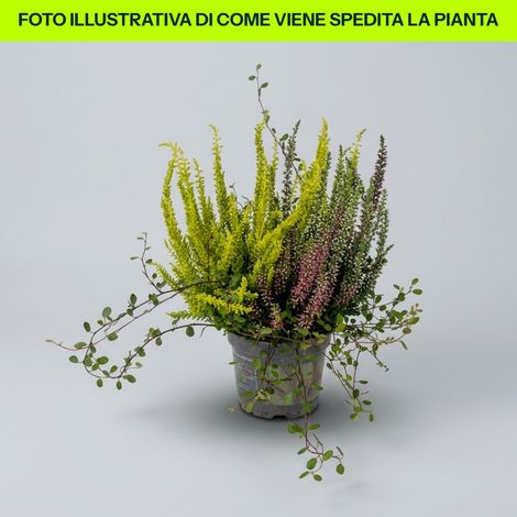 Composizione Calluna E Muehlenbeckia in vaso da 10.5cm