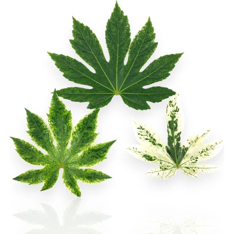 Gardenaria Fatsia japonica variegata (Aralia) - Pianta da interno ornamentale - Altezza: 25 cm (vaso 12) (1/5)