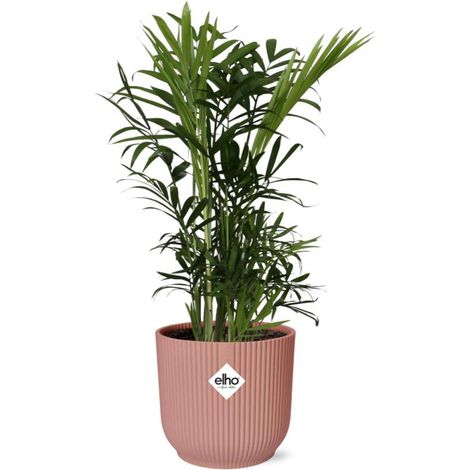 Palmier Nain Chamaedorea Elegans Dépolluant en Pot Rose 14 cm pour Intérieur - PANGIVO (1/5)