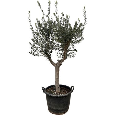 Olivier Olea Europaea Cultivo Arbre Méditerranéen Tronc Noueux Hauteur 230 cm Ø45 cm - PANGIVO (1/3)