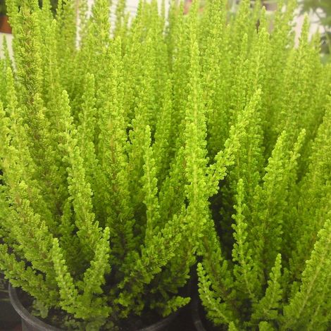 CALLUNA ERICA SKYLINE VASO 11CM