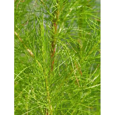 Eupatoire 'Elegant Plume' Godet de 8/9 cm (1/3)