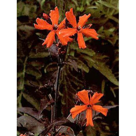 Croix de Malte 'Vesuvius' Godet de 8/9 cm