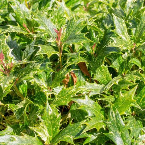 Osmanthe à feuilles de houx 'Goshiki' (Osmanthus heterophyllus 'Goshiki')