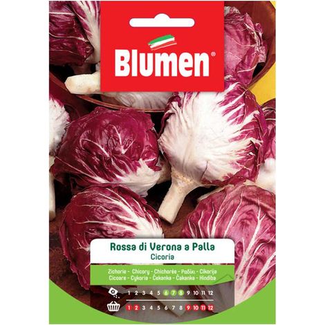 SEMI CICORIA ROSSA DI VERONA A PALLA BLUMEN