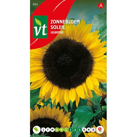 Tournesol Giganteus - Ca. 1,5 gr (Livraison Gratuite) (1/2)