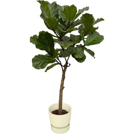 Ficus Lyrata sur Tige avec Pot Round Blanc - Plante d'Intérieur 160 cm Ø30 cm - PANGIVO