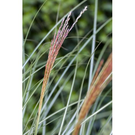 Garten-Chinaschilf 'Kleine Silberspinne' Miscanthus sinensis 'Kleine Silberspinne' C 10 (1/2)