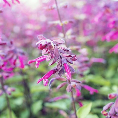 3 Agastaches 'Tutti Frutti' (Agastache barberi 'Tutti Frutti')