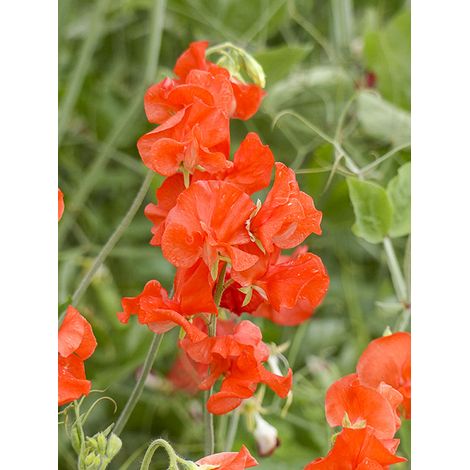 Pois de senteur 'Spring Sunshine Orange' le sachet de 30 graines (1,5g) (1/2)