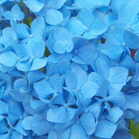 Hortensia  - Hydrangea macrophylla 'Nikko Blue'  - 25-30 cm pot