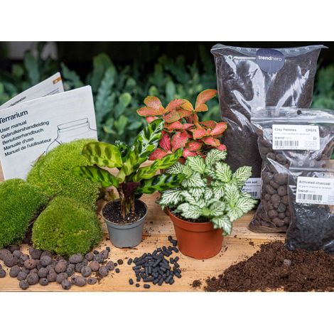 Kit de Création et Recharge pour Terrarium DIY avec Calathea Lancifolia et Fittonia - Taille L/XL - PANGIVO (1/5)