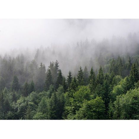 Papier peint panoramique nature idéal pour chambre Tapisserie panoramique forêt original Papier peint panoramique idéal pour salon (1/4)