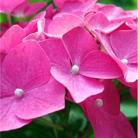 Hortensia macrophylla teller rouge - Hydrangea macrophylla teller rouge Pot 3L (1/2)