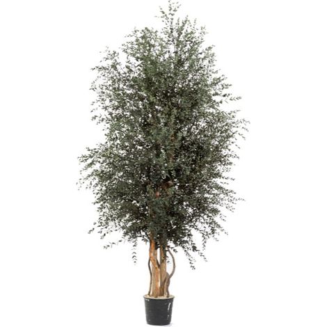Albero Wide Parvifolia stabilizzato H130 cm no manutenzione pianta stabilizzata (1/3)