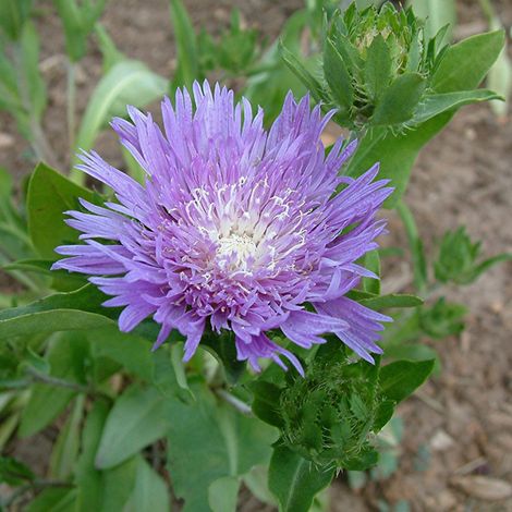 4 x Stokesia laevis - godet 9x9 cm