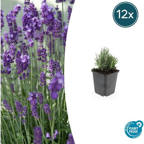 Lot de 12 Lavandes Vraies Dwarf Blue Lavandula Angustifolia Fleurs Bleues Parfumées H10-25cm - PANGIVO (1/5)