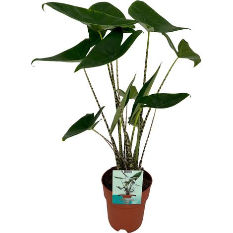 Alocasia Zebrina - Plante d'Intérieur Oreille d'Éléphant - Ø19 cm - Hauteur 75 cm - PANGIVO
