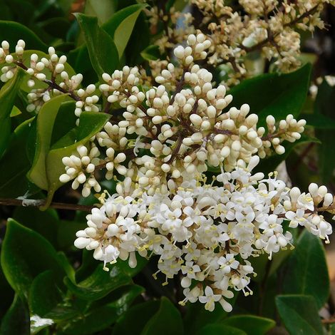 Troène japonicum texanum - Ligustrum japonicum texanum 50/60 cm Pot 3L
