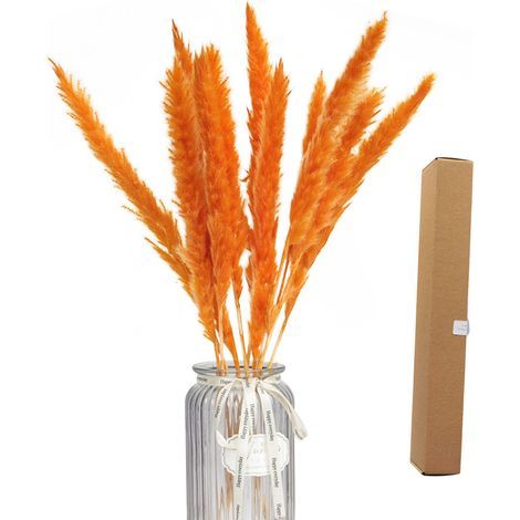Herbe de Pampa Séchée Naturelle - Bouquet Décoratif pour Décoration d'Intérieur Boho (1/5)