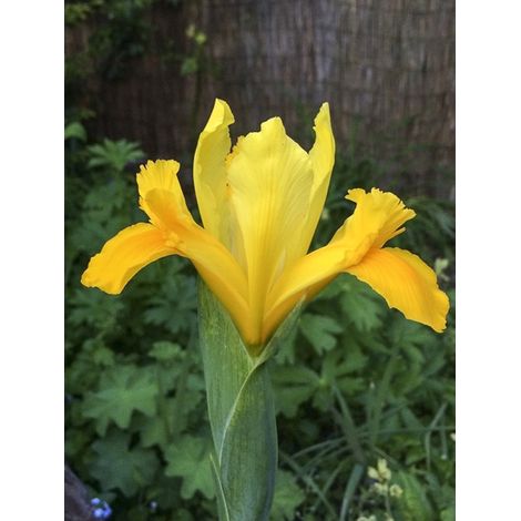 Iris de Hollande 'Royal Yellow' Bulbe calibre 8+ (par 15) (1/3)