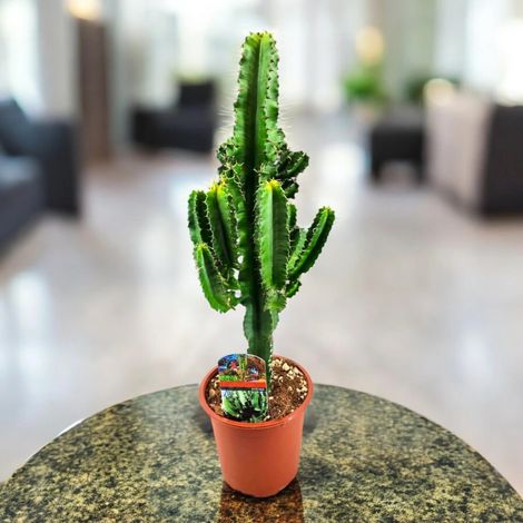 Gardenaria Euphorbia ingens - Pianta da interno ornamentale - Altezza: 80 cm (vaso 17) (1/5)