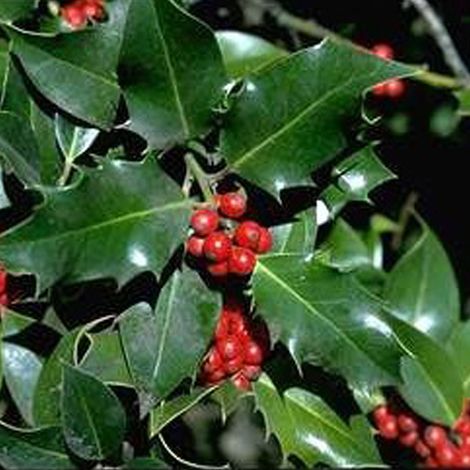 Houx commun - ilex aquifolium  - 40-60 cm pot
