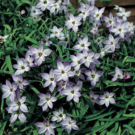 Ipheion uniflorum Wisley Blue Bulbe calibre I (par 20) (1/2)