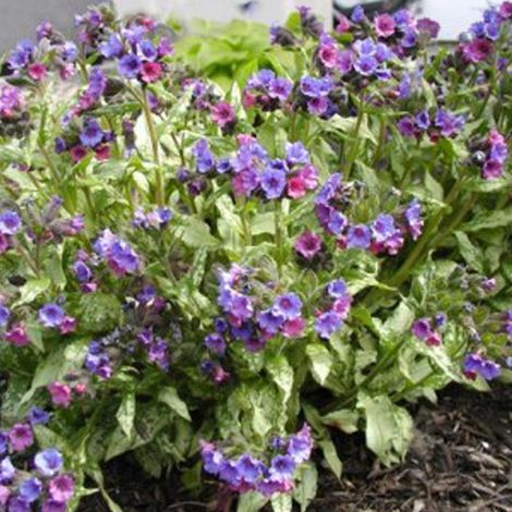4 x Pulmonaire  - Pulmonaria 'Smokey Blue'  - godet 9x9 cm