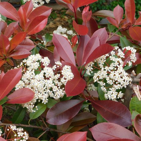Fotinia "Photinia x fraseri Red Robin" pianta da siepe in vaso ø24 cm h. 150/175 cm (1/4)