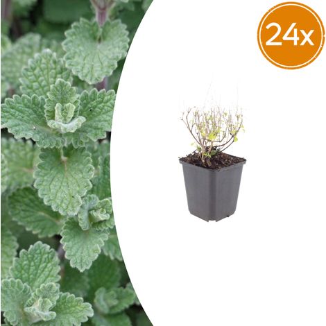 Lot de 24 Calamintha nepeta nepeta - Plante Vivace Aromatique Mellifère - Fleurs Bleu-Lilas - Ø9cm - PANGIVO (1/5)
