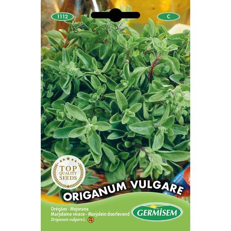 graines Marjolaine vivace Origanum Vulgare EC1112 Multicolore